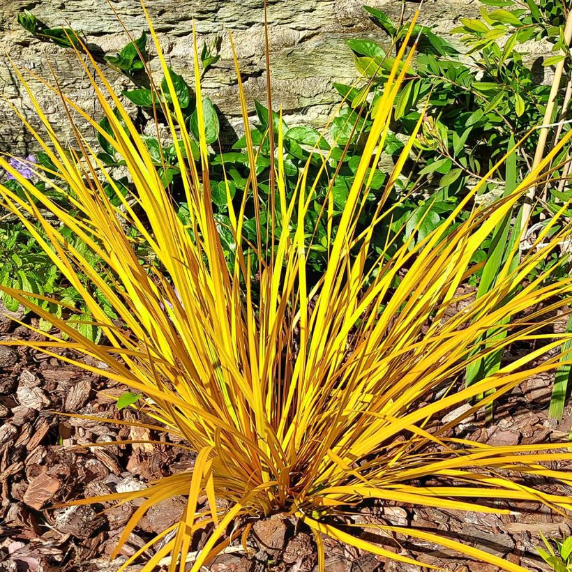 Libertia ixioides Goldfinger (Kasvutapa)