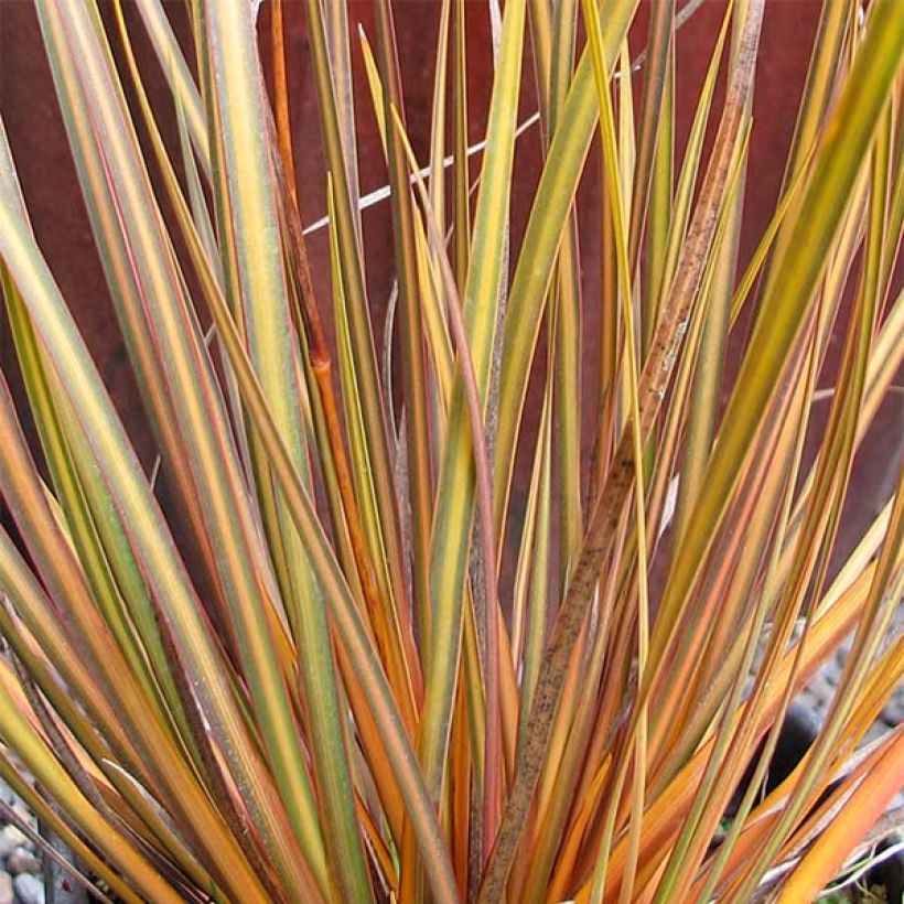 Libertia ixioides Taupo Blaze (Lehvistö)