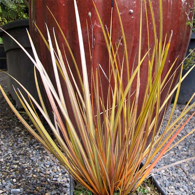 Libertia ixioides Taupo Blaze (Kasvutapa)