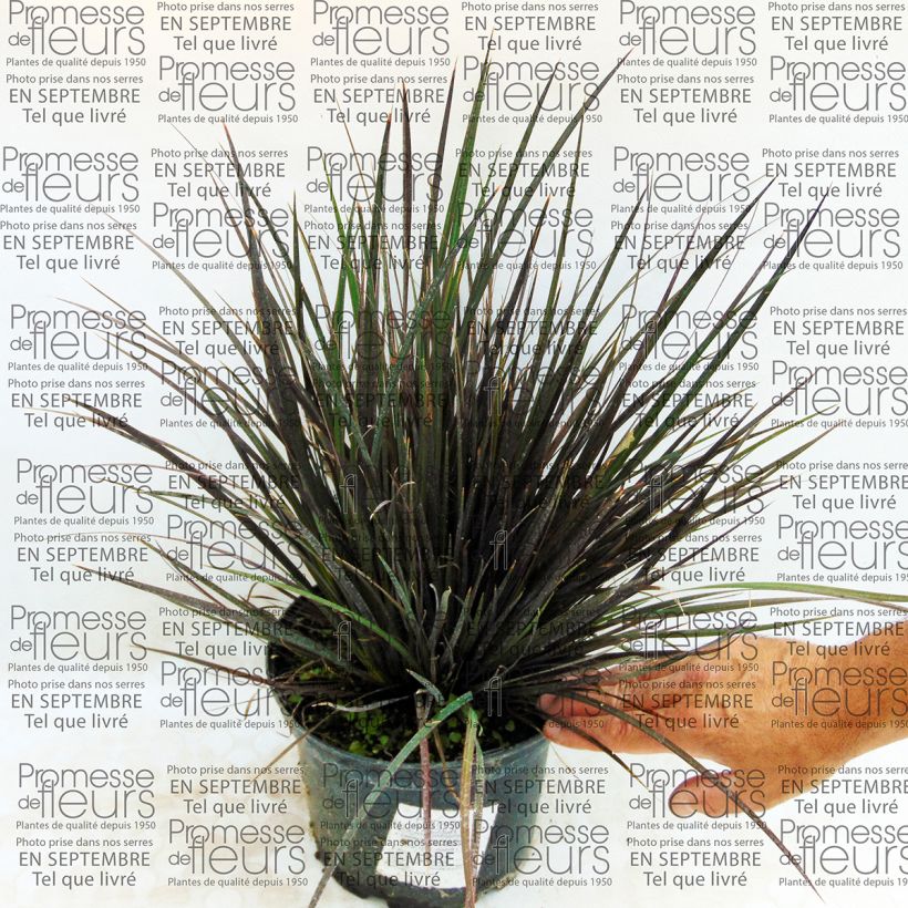 Esimerkki toimitetusta Libertia ixioides Taupo Blaze Pot de 2L/3L-taimesta