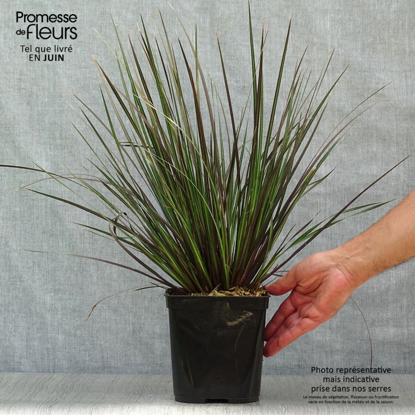 Esimerkki kesällä toimitetusta Libertia ixioides Taupo Sunset Pot de 2L/3L-taimesta