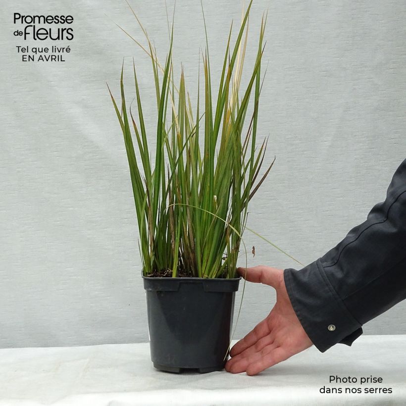 Esimerkki keväällä toimitetusta Libertia peregrinans Pot de 2L/3L-taimesta