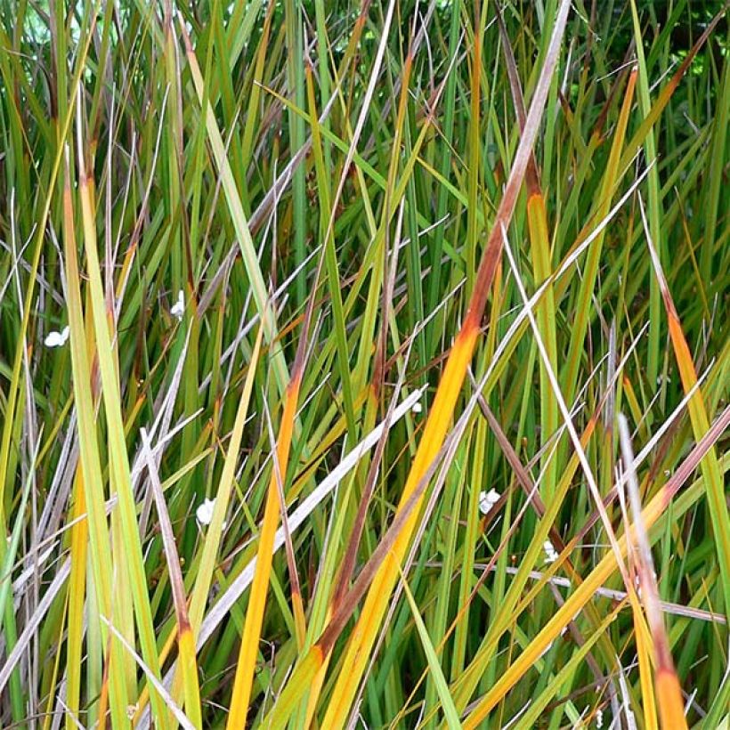 Libertia peregrinans (Lehvistö)