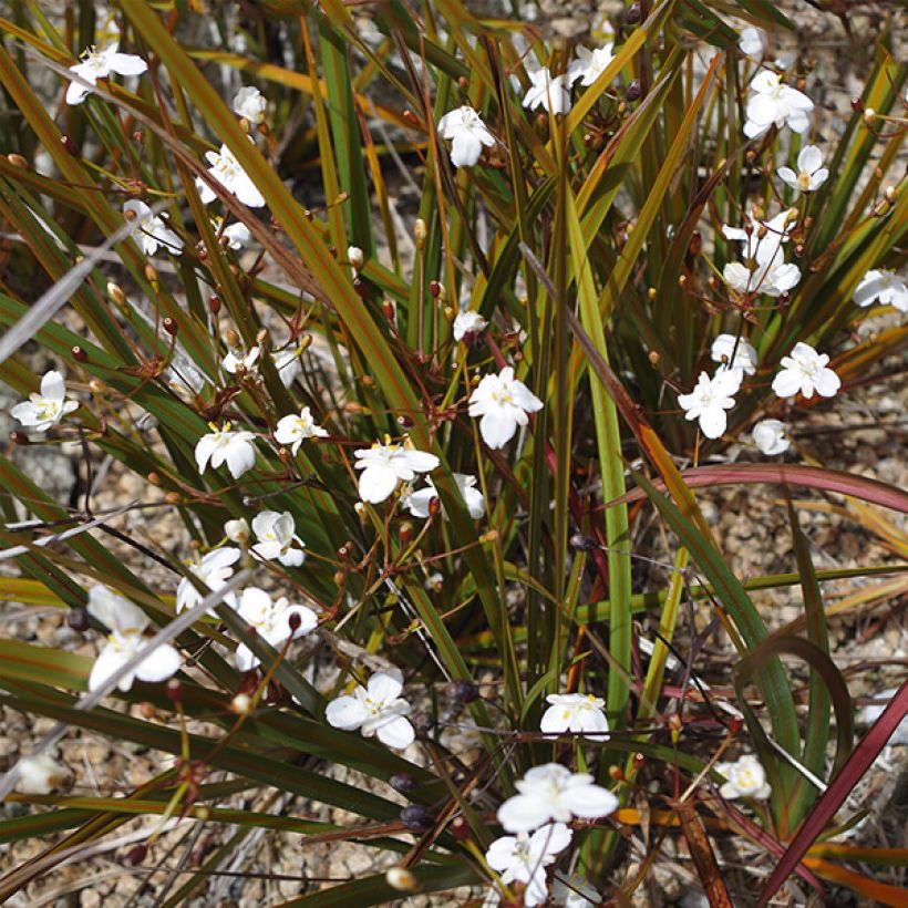 Libertia peregrinans (Kukinta)
