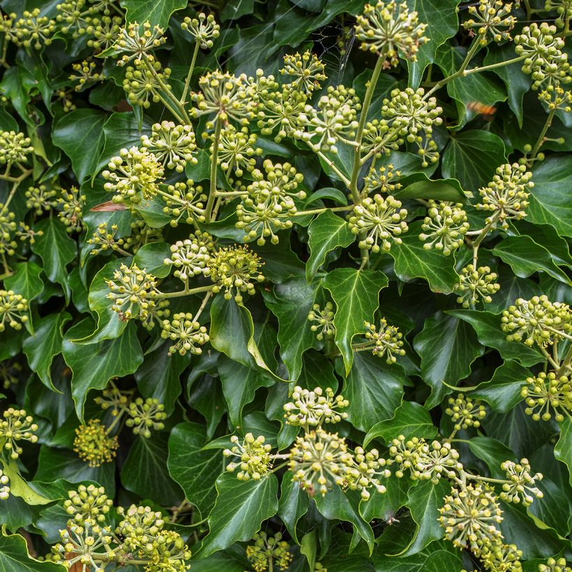 Muratti Arborescens (Kukinta)