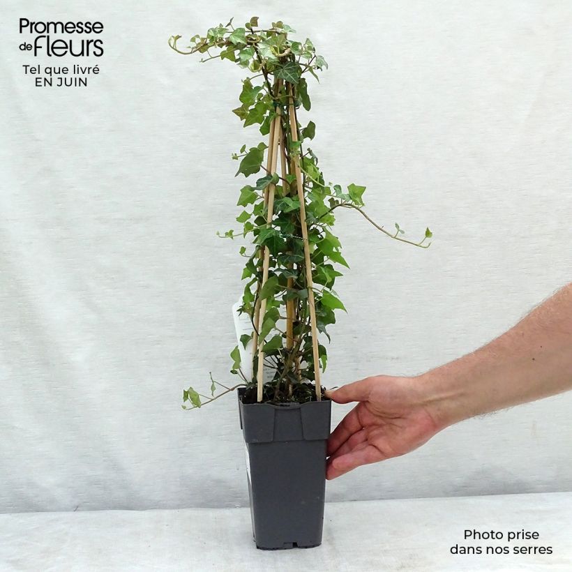 Esimerkki kesällä toimitetusta Muratti - Hedera helix Ruukku 2L / 3L-taimesta