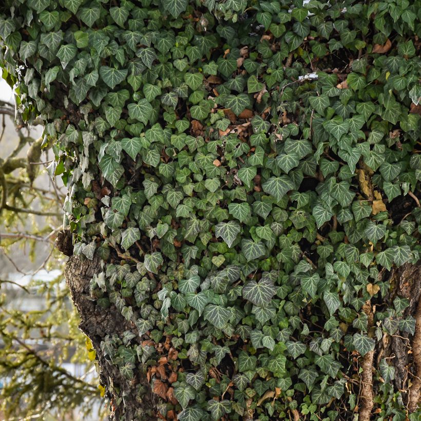 Muratti Woerner (Kasvutapa)