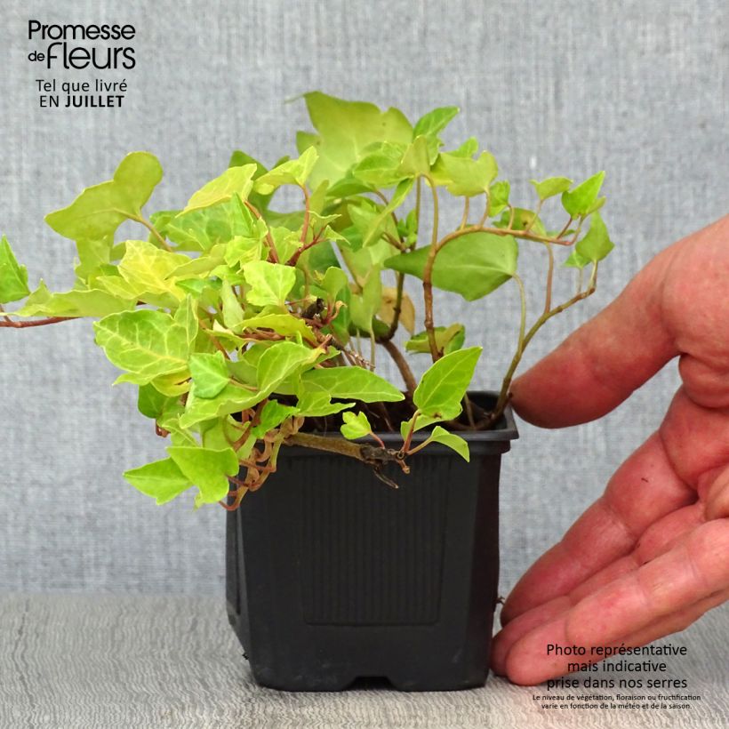 Esimerkki kesällä toimitetusta Muratti - Hedera helix Taimiruukku 8/9 cm-taimesta