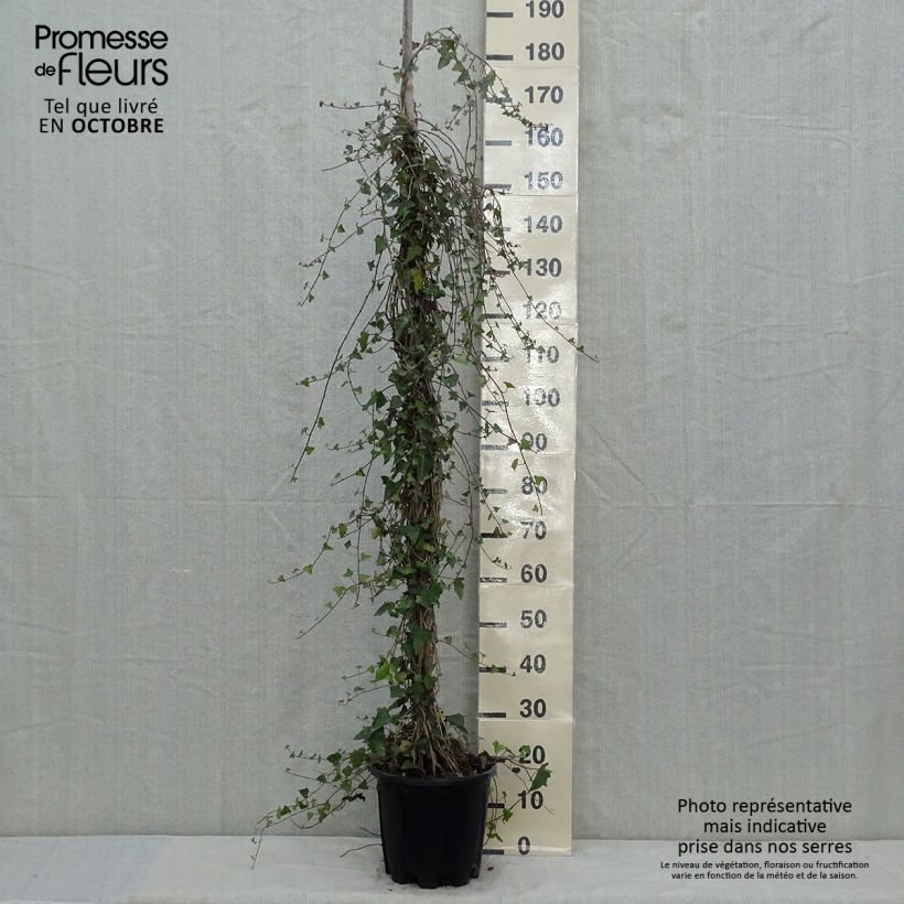 Esimerkki syksyllä toimitetusta Muratti - Hedera helix 4 litran/5 litran ruukku-taimesta