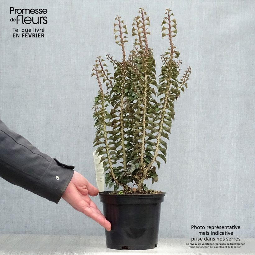 Esimerkki talvella toimitetusta Muratti Erecta Pot de 2L/3L-taimesta