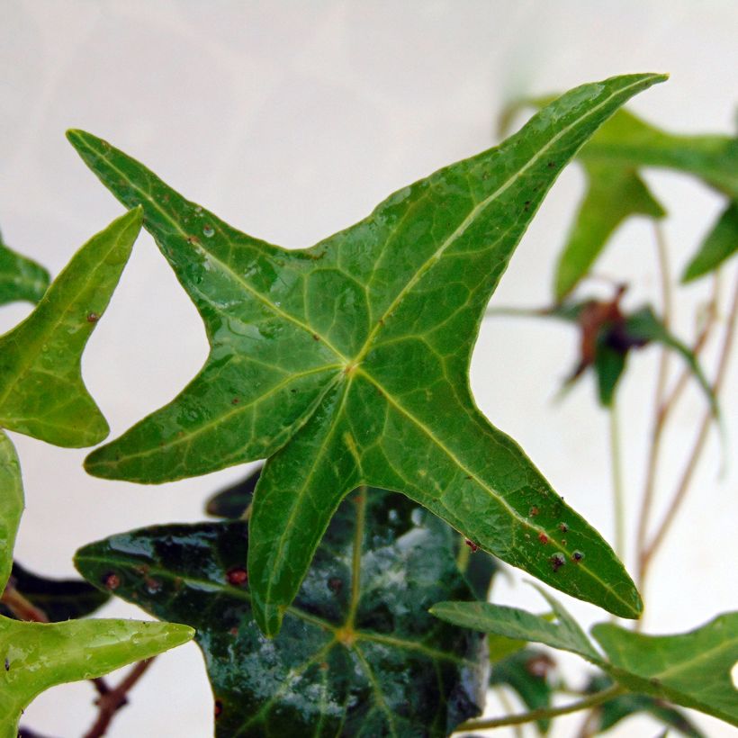 Muratti Sagittifolia (Lehvistö)
