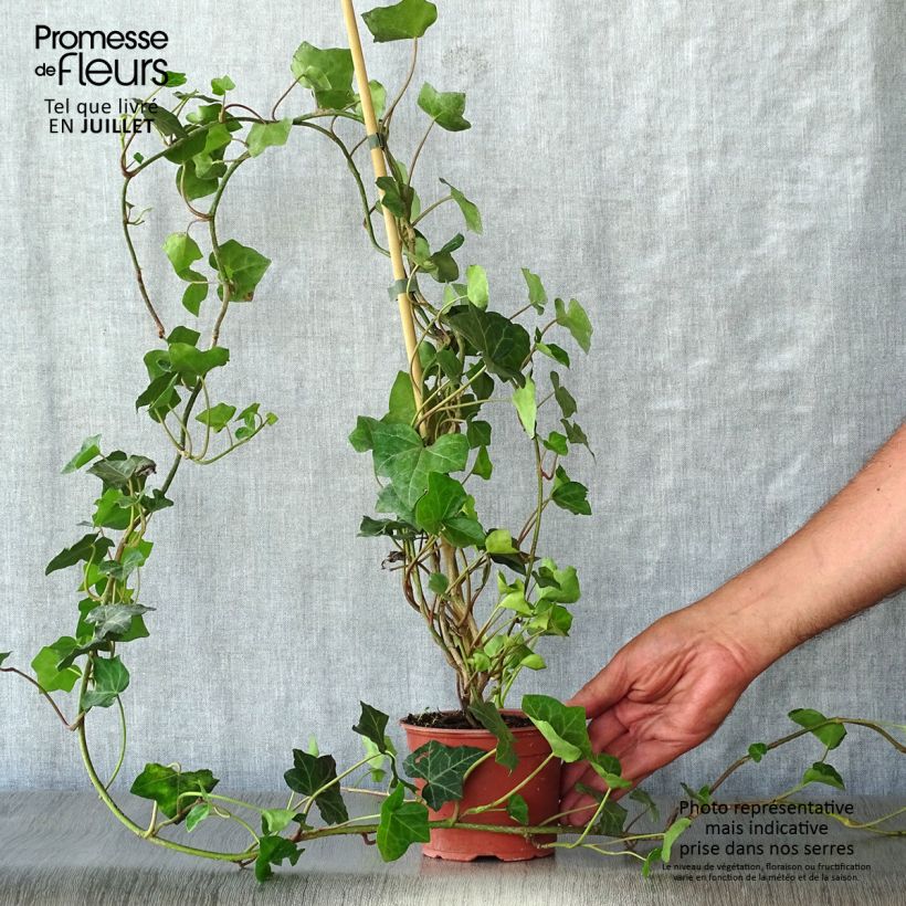 Esimerkki kesällä toimitetusta Irlanninvarjomuratti - Hedera hibernica Taimiruukku 8/9 cm-taimesta