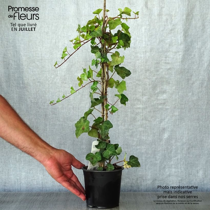 Esimerkki kesällä toimitetusta Irlanninvarjomuratti - Hedera hibernica Ruukku 1L / 1,5L-taimesta