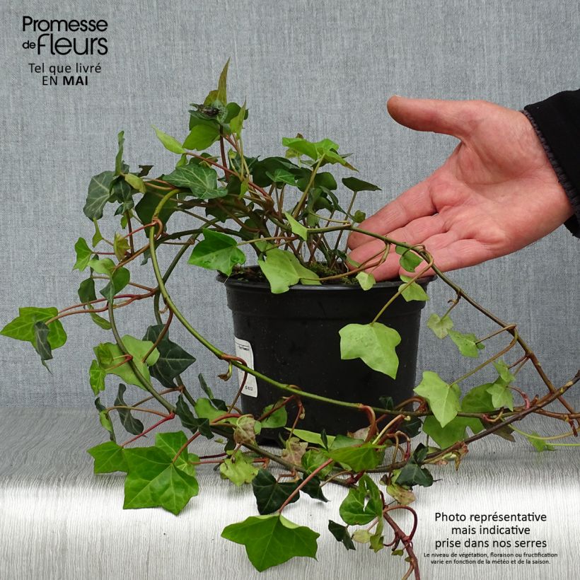Esimerkki keväällä toimitetusta Irlanninvarjomuratti - Hedera hibernica Ruukku 2L / 3L-taimesta