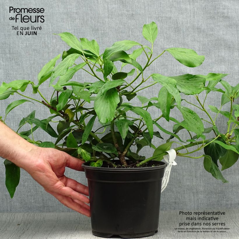 Esimerkki kesällä toimitetusta Kaukasianmuratti Arborescens Pot de 2L/3L-taimesta