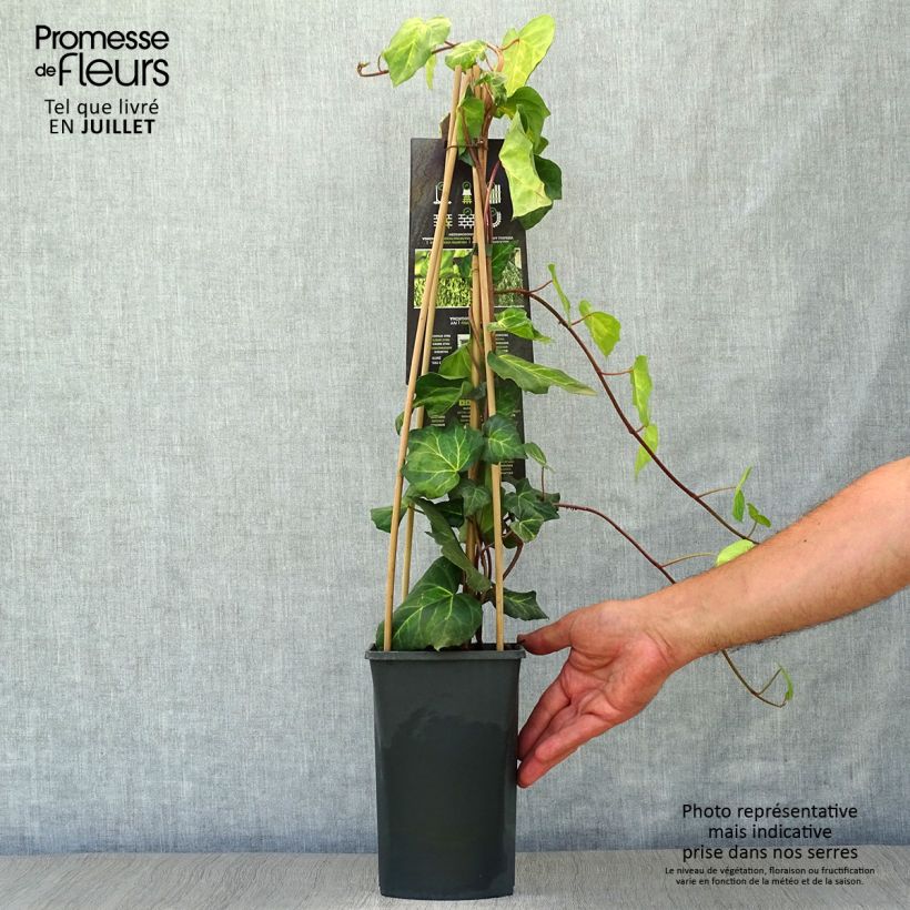 Esimerkki kesällä toimitetusta Kaukasianmuratti Sulphur Heart Pot de 1,5L/2L-taimesta
