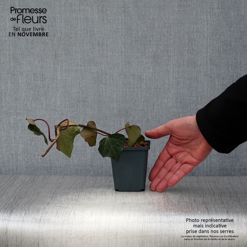 Esimerkki syksyllä toimitetusta Kaukasianmuratti - Hedera colchica 8/9 cm taimiruukku-taimesta
