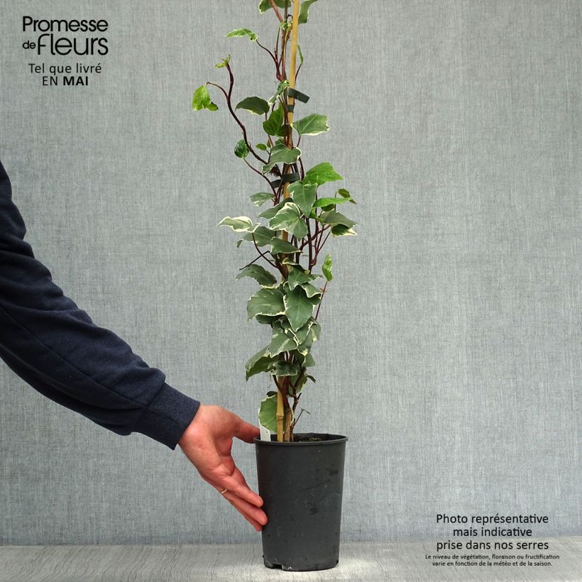 Example of Algerianmuratti Gloire de Marengo Pot de 2L/3L as you get in printemps