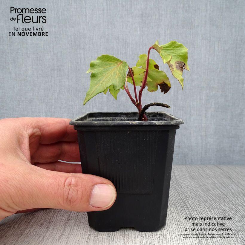 Esimerkki syksyllä toimitetusta Muratti Green Ripple 8/9 cm taimiruukku-taimesta