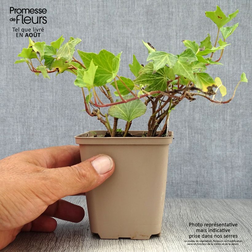 Esimerkki kesällä toimitetusta Muratti Green Ripple Godet de 8/9 cm-taimesta