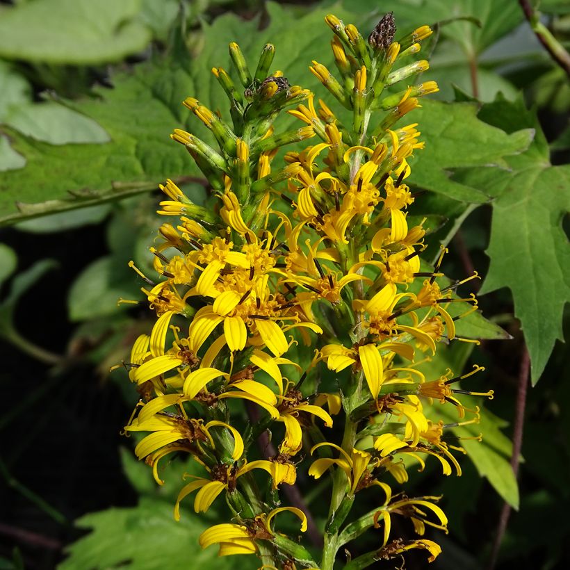 Valtikkanauhus - Ligularia przewalskii (Kukinta)