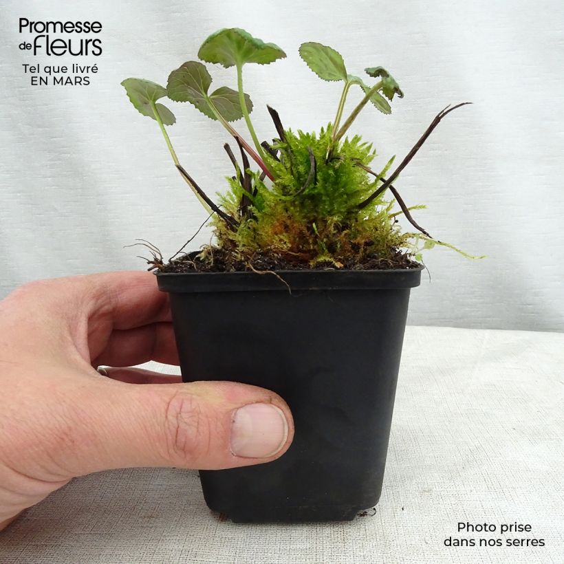 Esimerkki keväällä toimitetusta Soihtunauhus - Ligularia x hessei Godet de 8/9 cm-taimesta