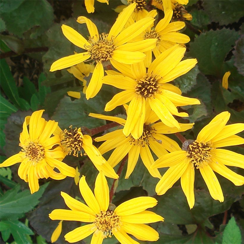 Kallionauhus Gregynog Gold (Kukinta)