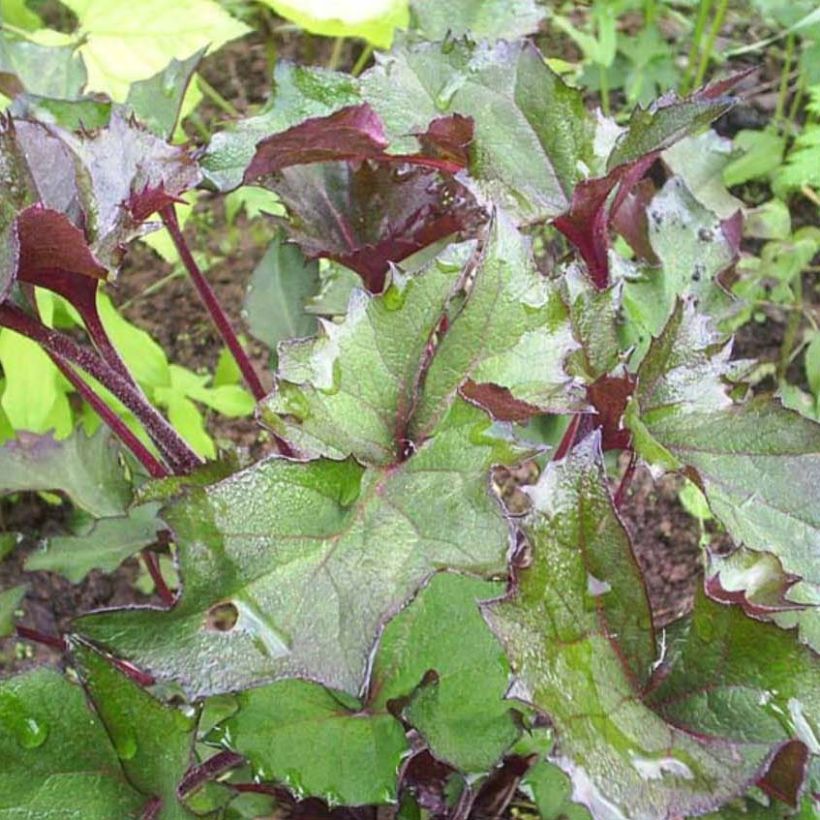 Kallionauhus Osiris Fantaisie (Lehvistö)