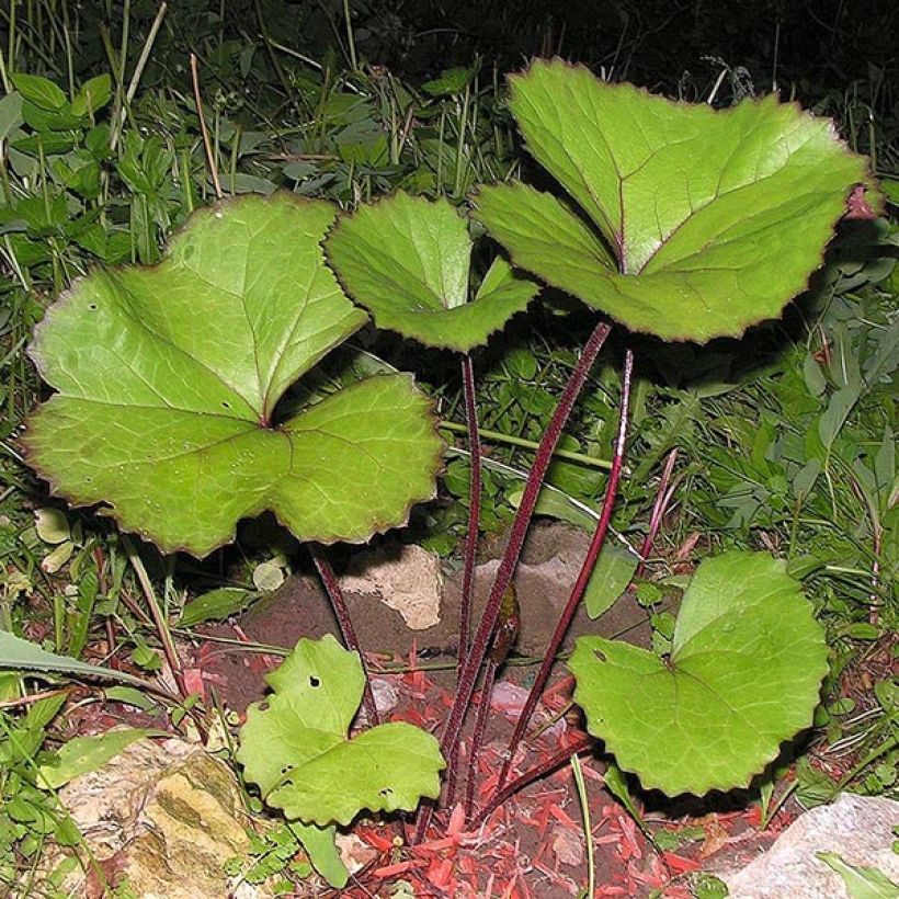 Kallionauhus Desdemona (Lehvistö)