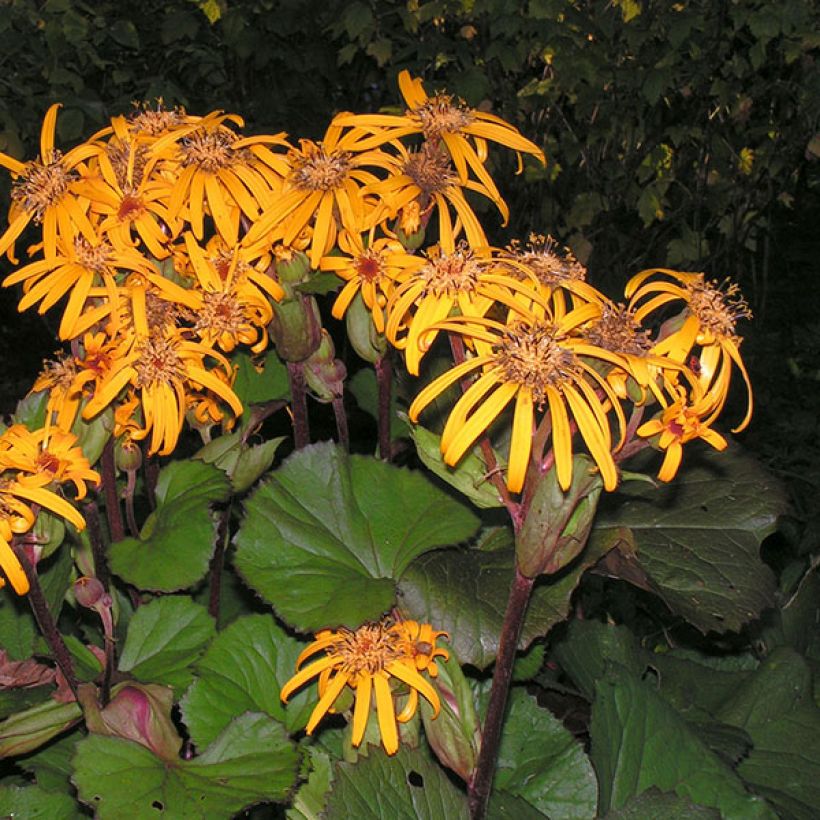 Kallionauhus Desdemona (Kukinta)