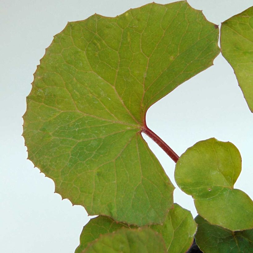 Kallionauhus - Ligularia dentata (Lehvistö)