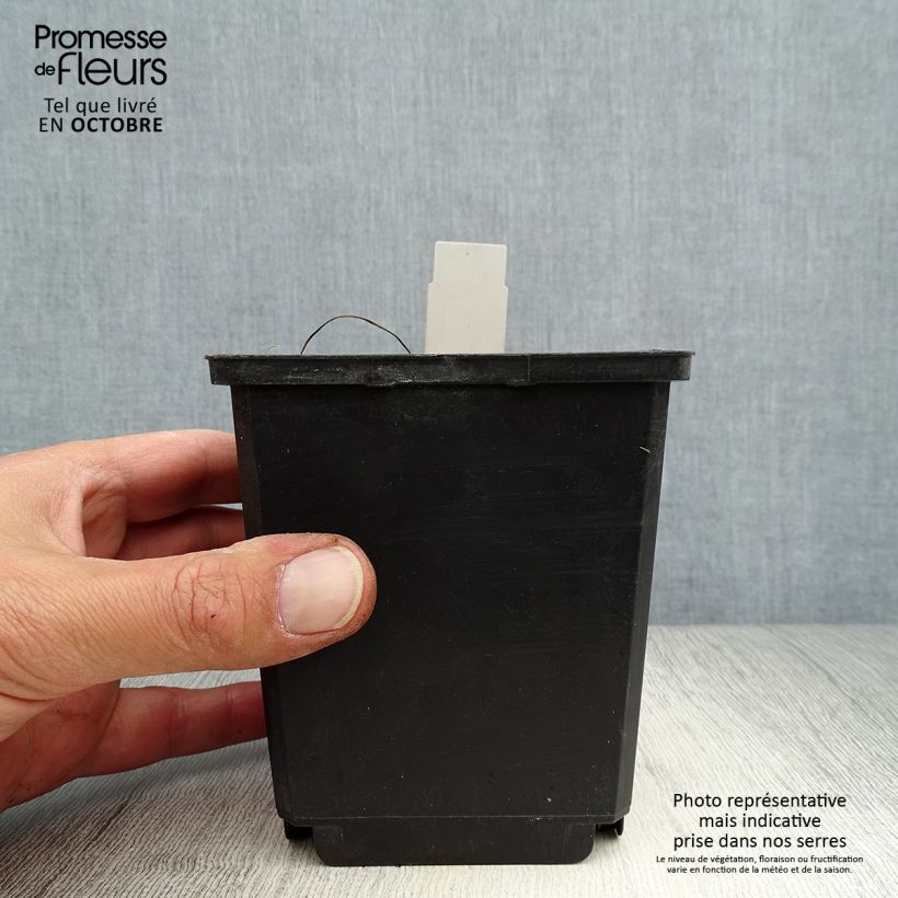 Esimerkki syksyllä toimitetusta Kallionauhus Pandora 8/9 cm taimiruukku-taimesta