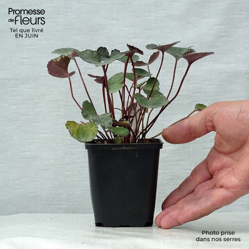 Esimerkki kesällä toimitetusta Kallionauhus Pandora Godet de 8/9 cm-taimesta