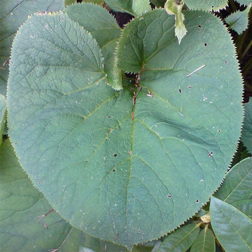 Nukkanauhus - Ligularia fischeri (Lehvistö)