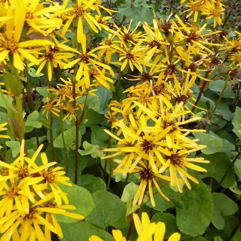 Soihtunauhus - Ligularia x hessei (Kukinta)