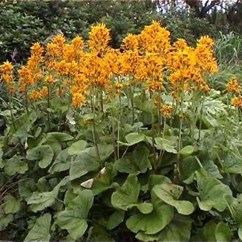 Soihtunauhus - Ligularia x hessei (Kasvutapa)