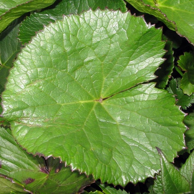 Nauhunen - Ligularia hodgsonii (Lehvistö)