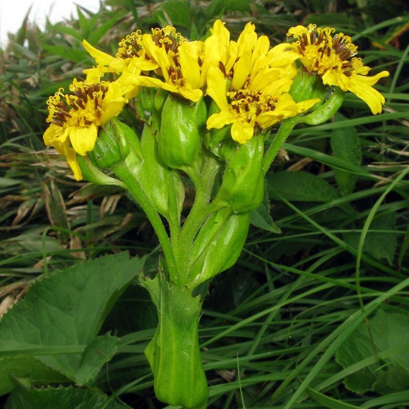 Nauhunen - Ligularia hodgsonii (Kukinta)