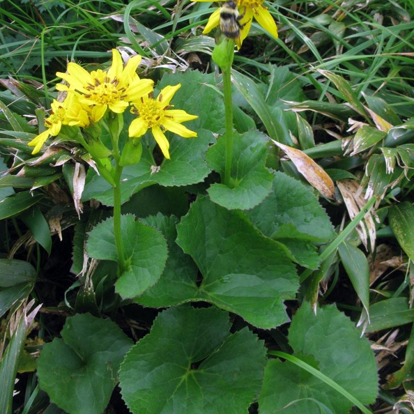 Nauhunen - Ligularia hodgsonii (Kasvutapa)