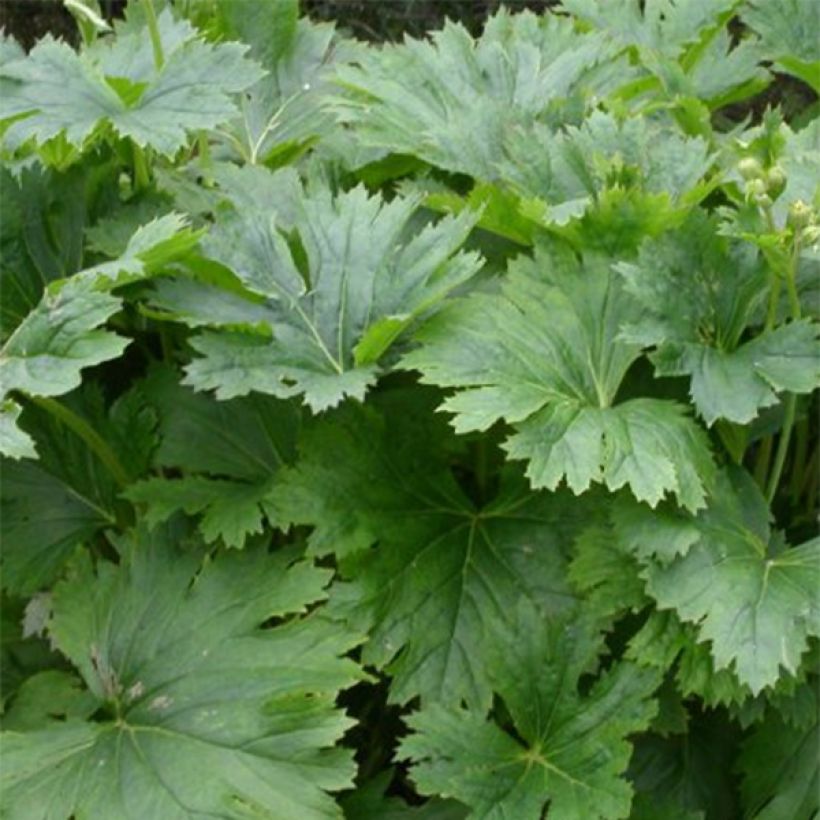 Nauhunen - Ligularia palmatiloba (Lehvistö)