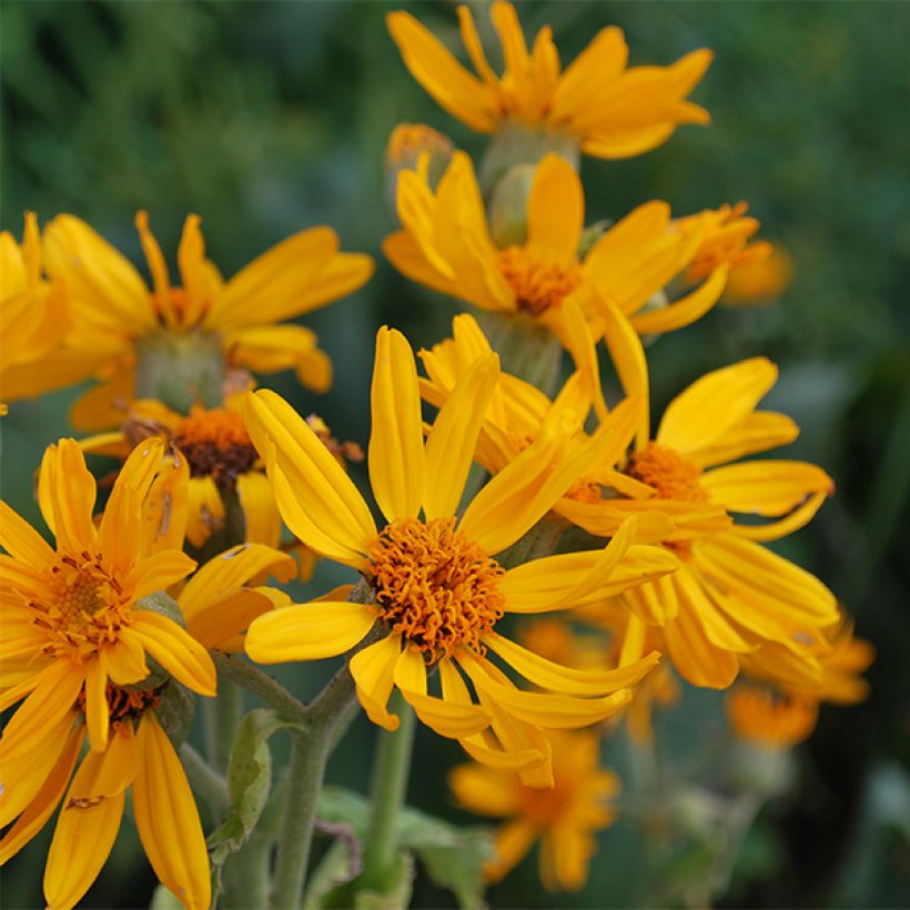 Nauhunen - Ligularia palmatiloba (Kukinta)