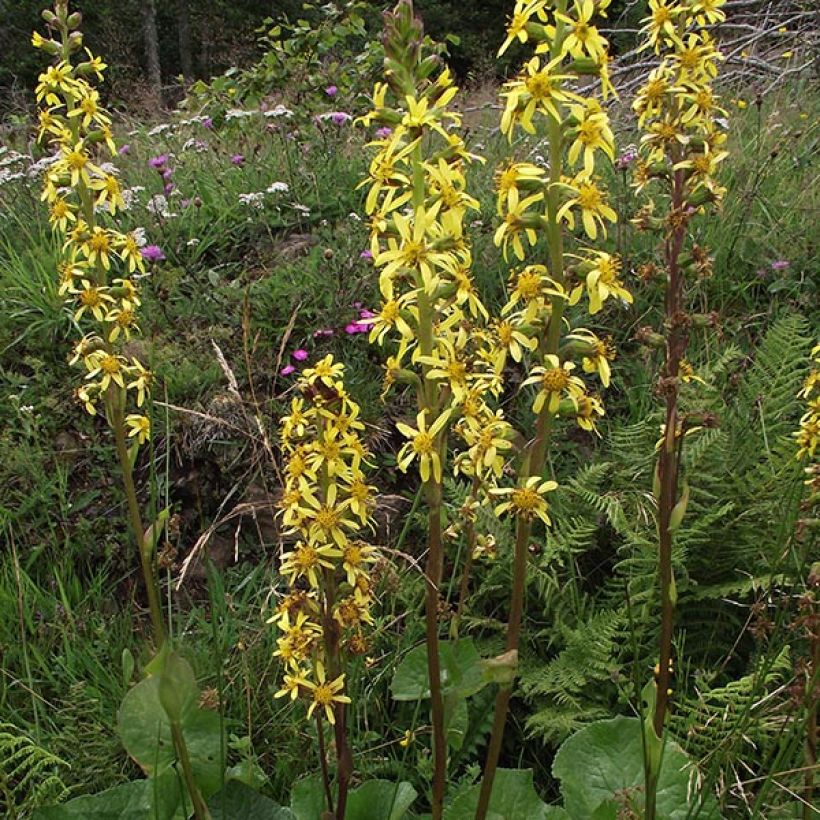 Siperiannauhus - Ligularia sibirica (Kukinta)