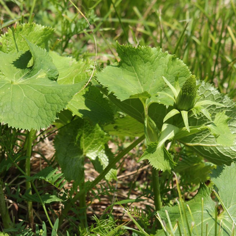 Aurinkonauhus - Ligularia stenocephala (Lehvistö)
