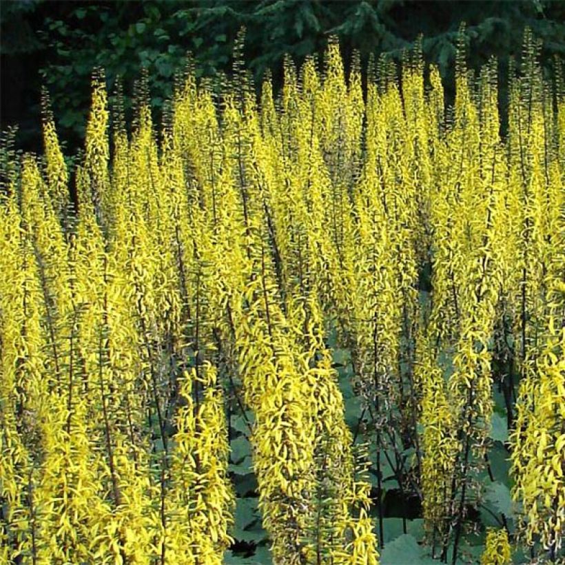 Aurinkonauhus - Ligularia stenocephala (Kukinta)
