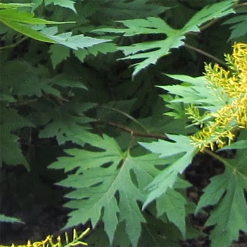 Huiskunauhus - Ligularia tangutica (Lehvistö)