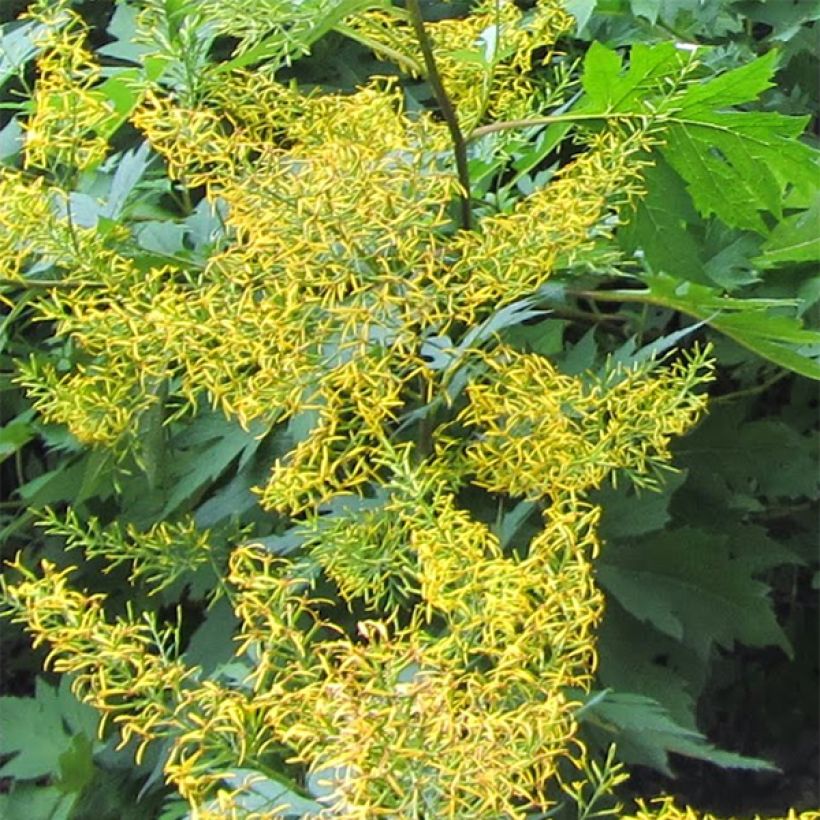 Huiskunauhus - Ligularia tangutica (Kukinta)