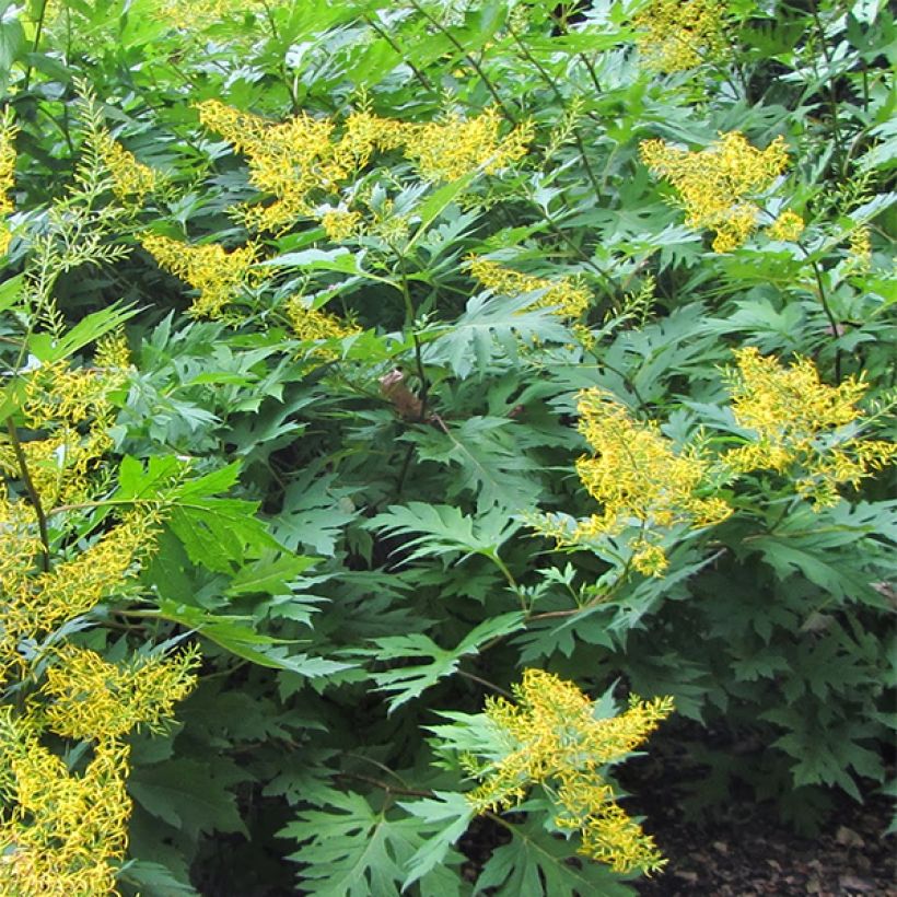 Huiskunauhus - Ligularia tangutica (Kasvutapa)