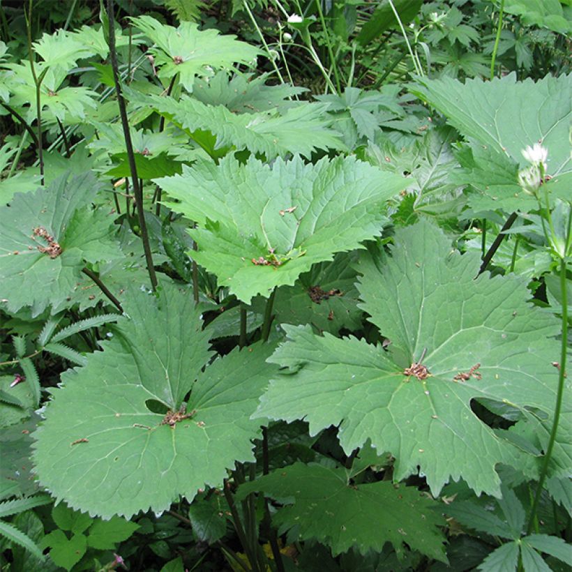 Nauhunen veitchiana (Lehvistö)