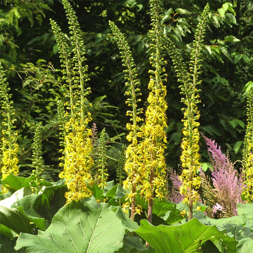 Nauhunen veitchiana (Kukinta)