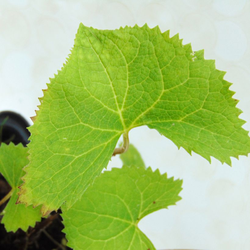 Kultanauhus - Ligularia wilsoniana (Lehvistö)